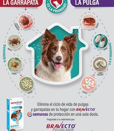antipulgas-perro-bravecto-costa-rica