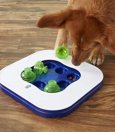 Curso Beneficios del ejercicio mental para las mascotas