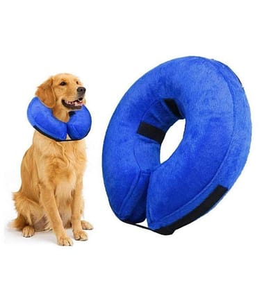 collar-isabelino-mascotas-costa-rica