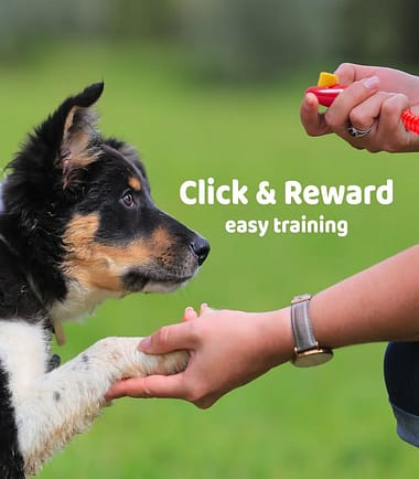 Clicker-adiestramiento-costa-rica clicker-adiestramiento-perro-costa-rica