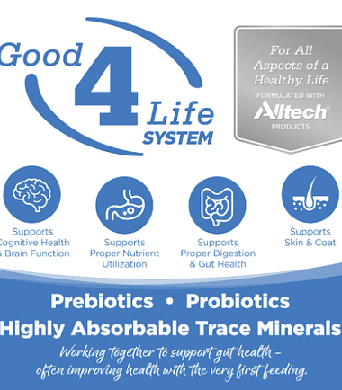 Nutrisource-cat-kitten-Cat-Costa-Rica