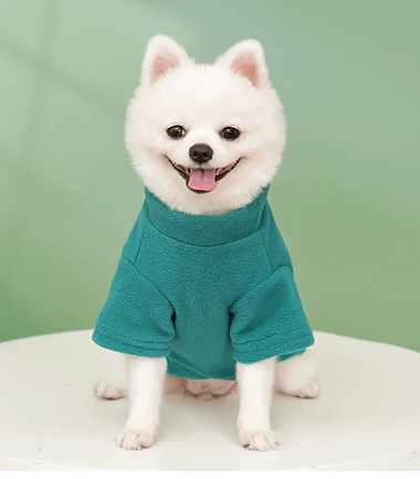 camiseta-perro-turquesa-costa-rica