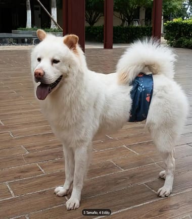 Pañal reutilizable para perro macho talla M
