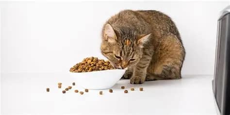 Alimento Gato