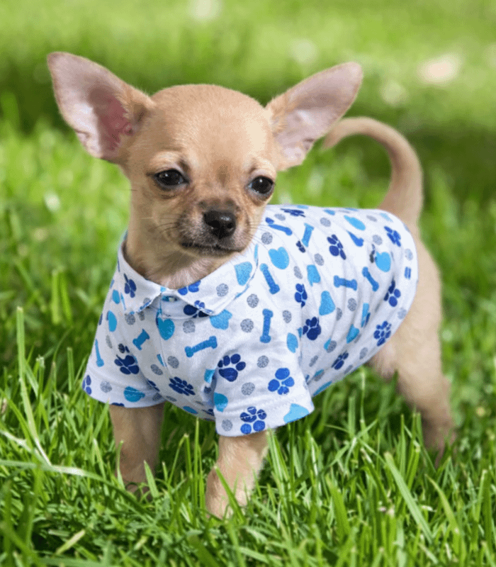 camisa-elegante-perros-costa-rica ropa-mascotas-costa-rica