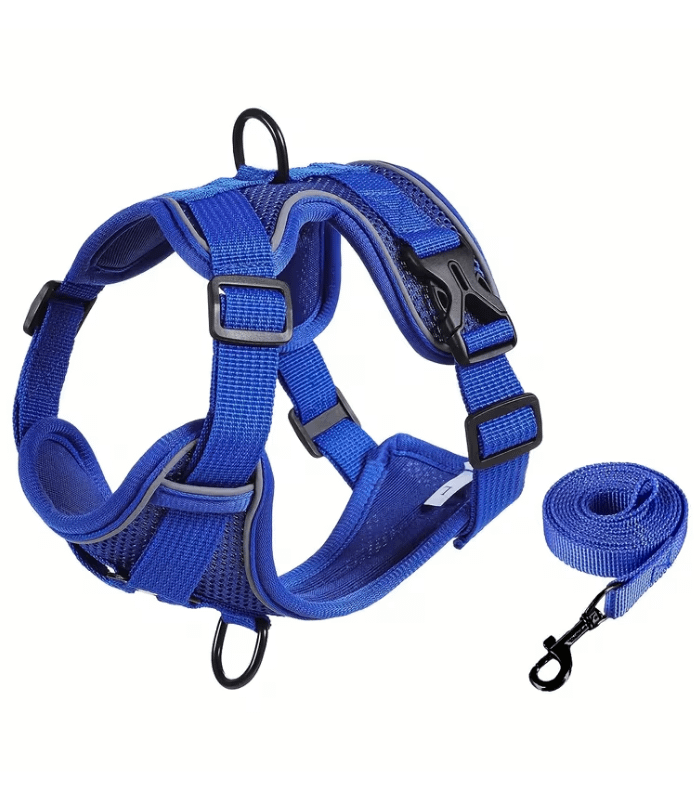 arnes-azul-perro-Costa-Rica